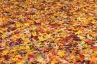 Autumn leaves, Oldham County, Kentucky Art Print